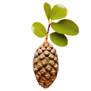 Eucalyptus Seed Pod PNG Nnd94
