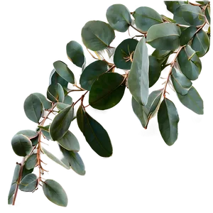 Eucalyptus Table Centerpiece PNG 05242024 PNG
