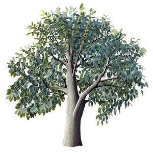 Eucalyptus Tree Canopy PNG 05242024 PNG