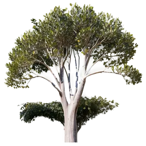Eucalyptus Tree Canopy PNG Jaq PNG