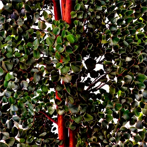 Eucalyptus Tree Canopy PNG Qau26 PNG