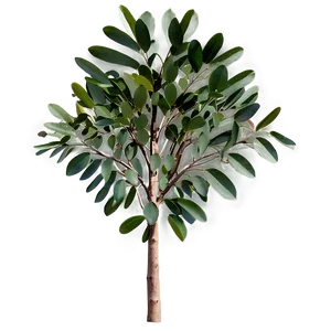 Eucalyptus Tree Leaves Png Atl PNG image