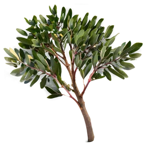 Eucalyptus Tree Leaves Png Emd53 PNG image