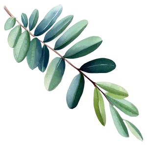 Eucalyptus Watercolor Desktop Wallpaper PNG 06272024