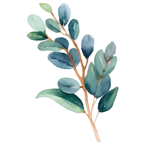 Eucalyptus Watercolor Phone Wallpaper PNG Fmi71 PNG