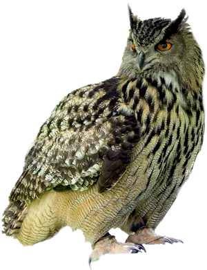 Eurasian Eagle Owl Portrait PNG image