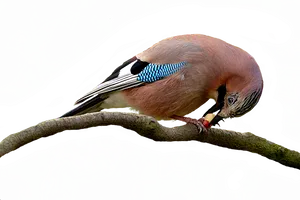 Eurasian Jay Feedingon Branch