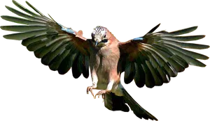 Eurasian Jay In Flight PNG