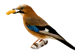 Eurasian_ Jay_ With_ Nut
