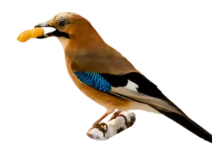 Eurasian_ Jay_ With_ Peanut