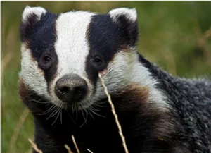 European Badgerin Grass PNG image