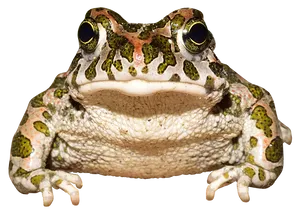 European Green Toad Portrait