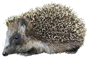 European Hedgehog Side View PNG image