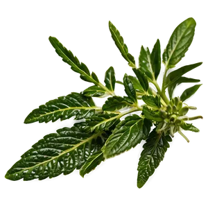 European Herb PNG 06272024 PNG