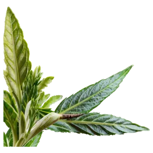 European Herb PNG 06272024