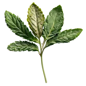 European Herb PNG Hli56 PNG