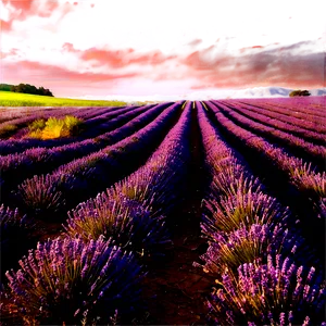 Evening Lavender Field PNG 06132024 PNG