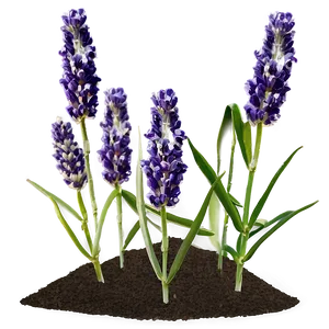 Evening Lavender Field PNG Cru PNG