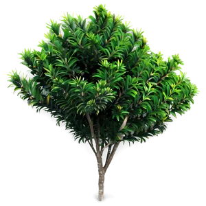 Evergreen Bush Png Anv PNG image