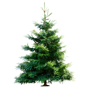 Evergreen Cedar Tree PNG 18