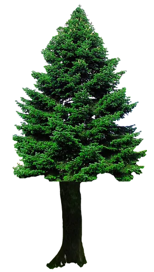 Evergreen Christmas Tree.png PNG image