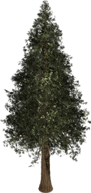 Evergreen Conifer Tree Night