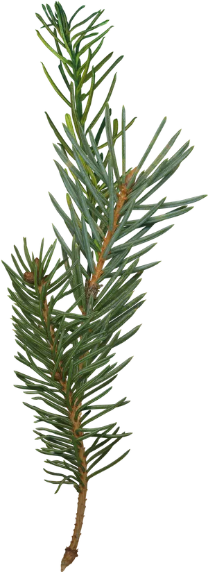 Evergreen Pine Branch.png PNG image