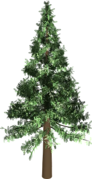 Evergreen Pine Tree Graphic