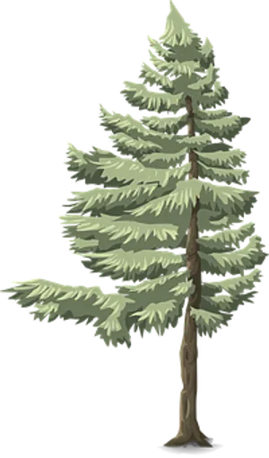 Evergreen Pine Tree Illustration