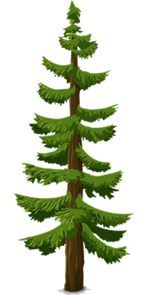 Evergreen Pine Tree Illustration