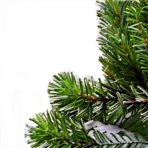 Evergreen Pine Tree Png 06212024 PNG image