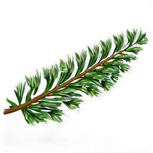 Evergreen Plant PNG 05032024