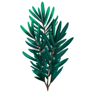 Evergreen Plant PNG 05032024