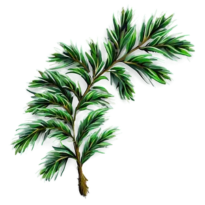 Evergreen Plant PNG 05032024