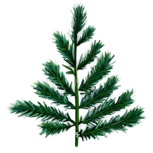 Evergreen Plant PNG Cle