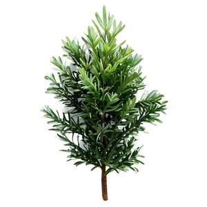Evergreen Plants Png 05042024 PNG image