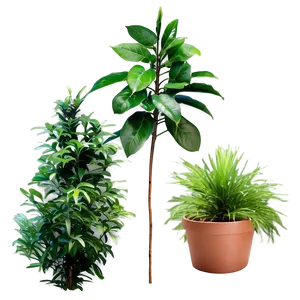 Evergreen Plants Png 9 PNG image