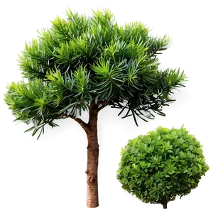 Evergreen Shrubs PNG 06122024 PNG