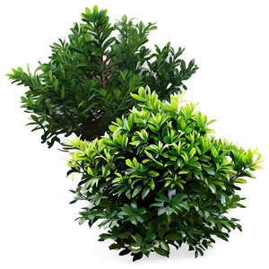 Evergreen Shrubs PNG Lth PNG