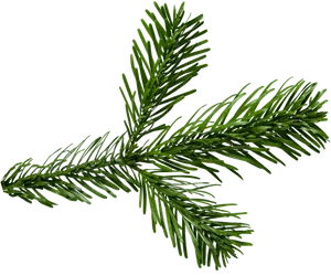 Evergreen Spruce Branch.png PNG image