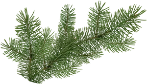 Evergreen Spruce Branch.png PNG image