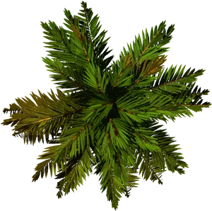 Evergreen Starburst Pattern PNG image