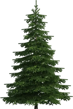 Evergreen Tree Black Background