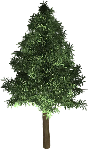 Evergreen Tree Graphic