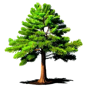 Evergreen Tree In Forest PNG 06212024