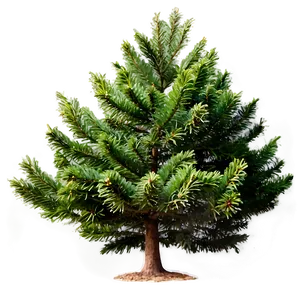 Evergreen Tree In Forest PNG Ufy50 PNG