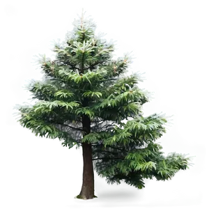 Evergreen Tree In Mist PNG Fel76 PNG
