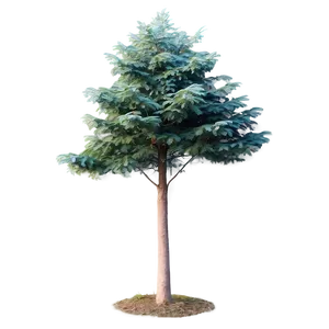 Evergreen Tree In Mist PNG Mic10 PNG