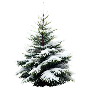 Evergreen Tree In Snow PNG Faj PNG