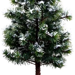 Evergreen Tree In Winter PNG 76